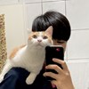 都是猫都是毛