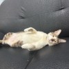 地瓜