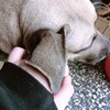蓝蓝（林以琛）