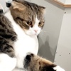 Lu