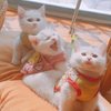 做我的猫7sg
