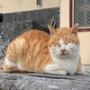 Meowwww_02