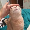 メン
