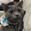 Ne_f36