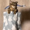 NekoLee
