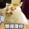 大猫猫