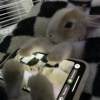 NniZ