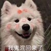 我为阿岳下街声