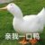 煜哥绝不回头
