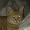 熊猫宝贝