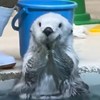 企鹅鱼