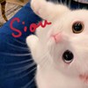 Meow_da