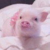 小波比