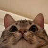 蚊子