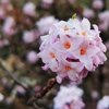 gentle_snow_ql1