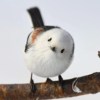 Qinhai_