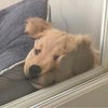 苏帕尼酱