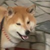 柴犬武士灵彻