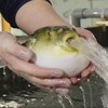 RollingCheese