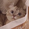 小rys