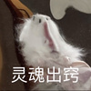 SZxy_0512