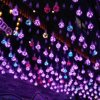 梓菜花