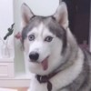 上火天才