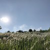 Sheepying_1997