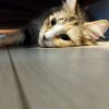 Shiro_0110