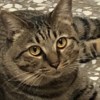 youngdoopcat