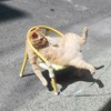 星丞