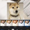 甜狗狗