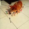 TOMBARK666