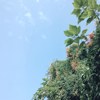 张五耳　NAO：U'ULXXI