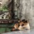 小静