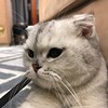 撕葱葱葱
