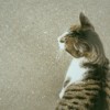咪