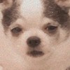 xuanying0109