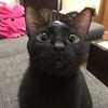 堡鲍