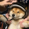 噗通