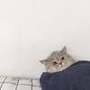 YR