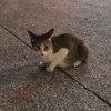 杨之婷