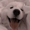西西