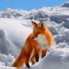 Snowy