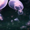 涑流遗盏