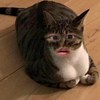 仓