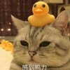 Zhufeng