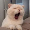 此生挚爱是猫猫