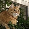 K踢