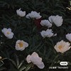 sparkling_shape_4q6